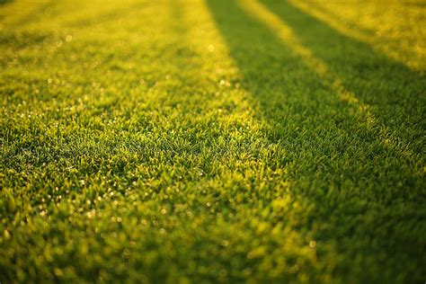 green grass images.